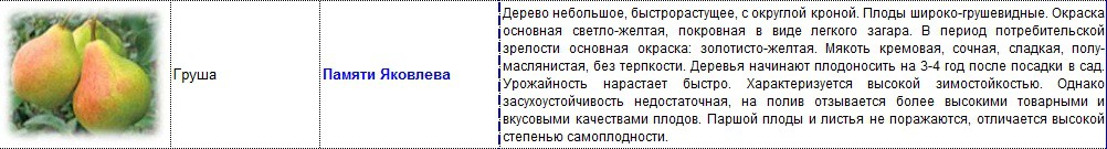 груша памяти яковлева.jpg