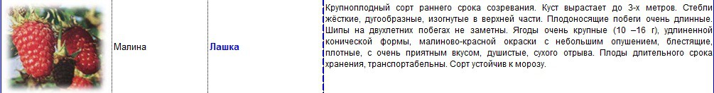 малина лашка.jpg