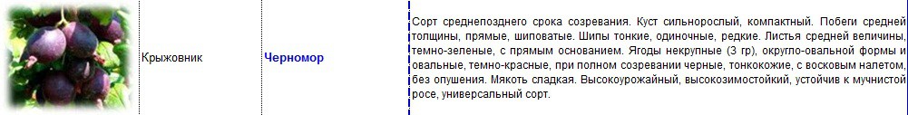крыжовник черномор.jpg