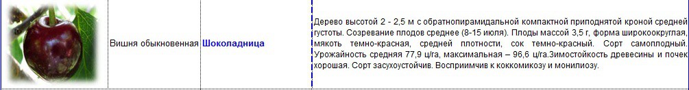 вишня шоколадница.jpg