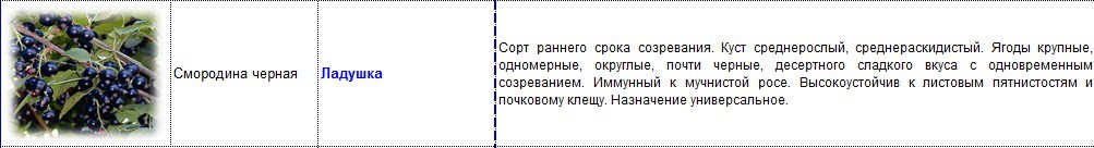 смородина черная ладушка.jpg