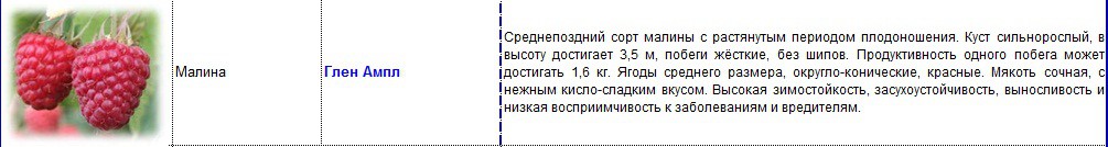 малина глен ампл.jpg