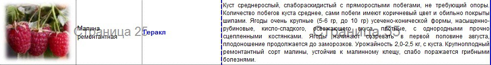 малина геракл.jpg
