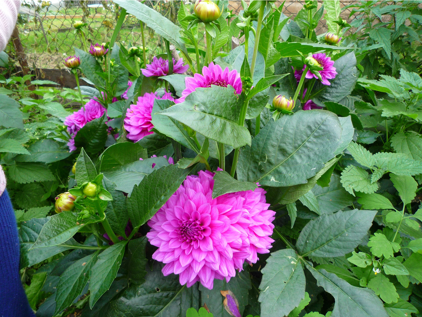 P1050939.JPG