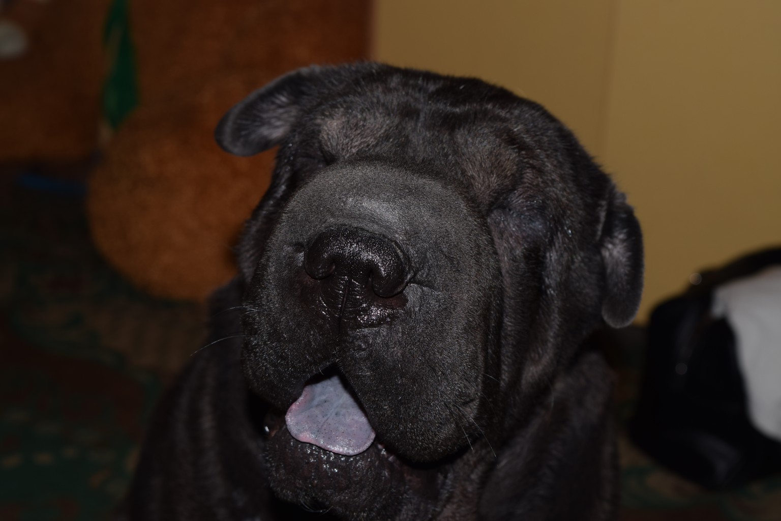 DSC_0044.JPG