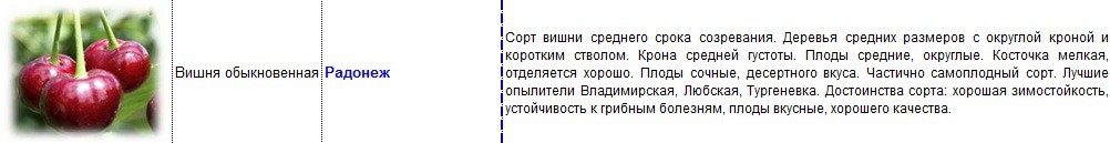 вишня радонеж.jpg