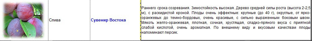 слива сувенир востока.jpg