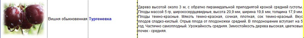 вишня тургеневка.jpg