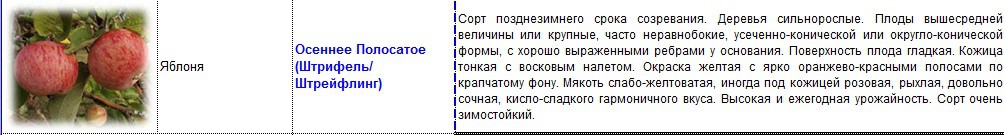 яблоня осеннее полосатое-штрейфлинг.jpg