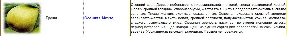 груша осенняя мечта.jpg