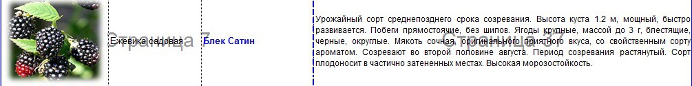 ежевика блек сатин.jpg