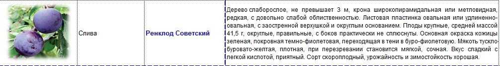 слива ренклод советский.jpg