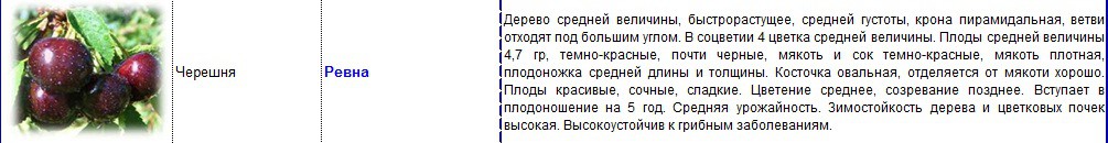 черешня ревна.jpg