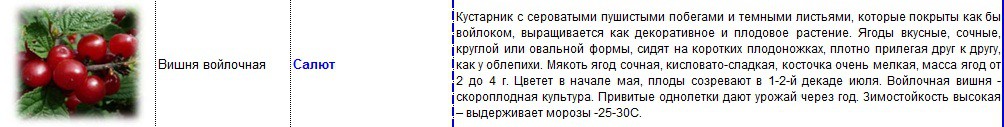 вишня салют.jpg