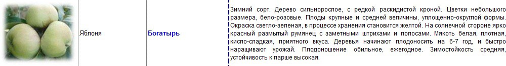яблоня богатырь.jpg