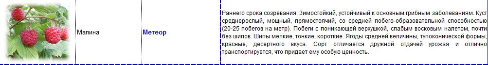 малина метеор.jpg
