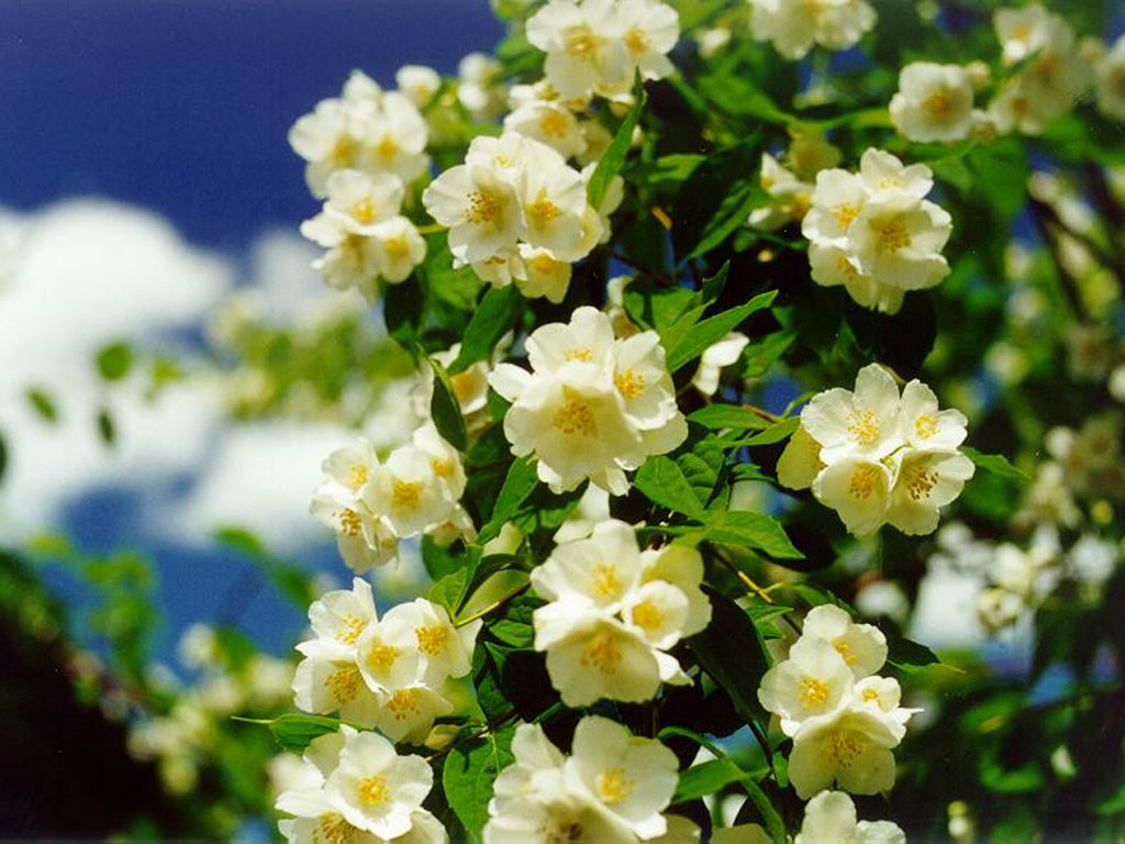 jasmin-dlya-volos.jpg