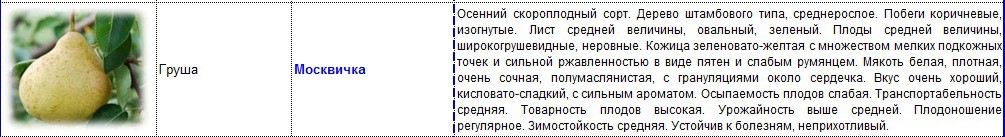 груша москвичка.jpg