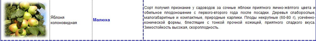 яблоня колоновидная малюха.jpg