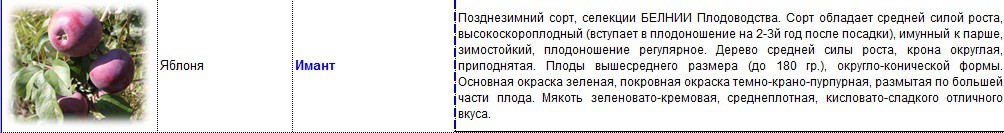 яблоня имант.jpg