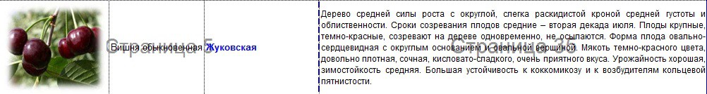 вишня жуковская.jpg