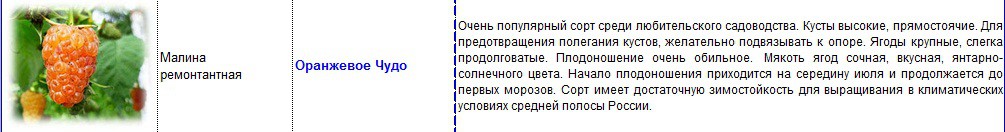 малина ремонтантная оранжевое чудо.jpg