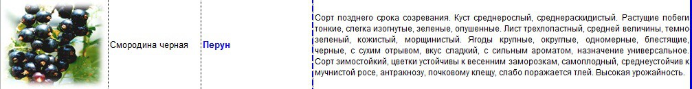 смородина черная перун.jpg