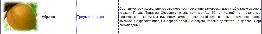 абрикос триумф севера.jpg