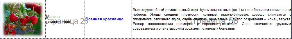 малина ремонтантная осення красавица.jpg