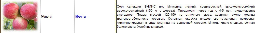 яблоня мечта.jpg