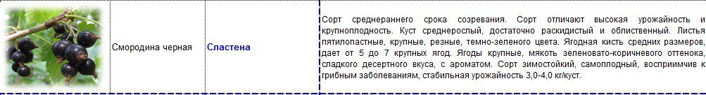 смородина черная сластена.jpg