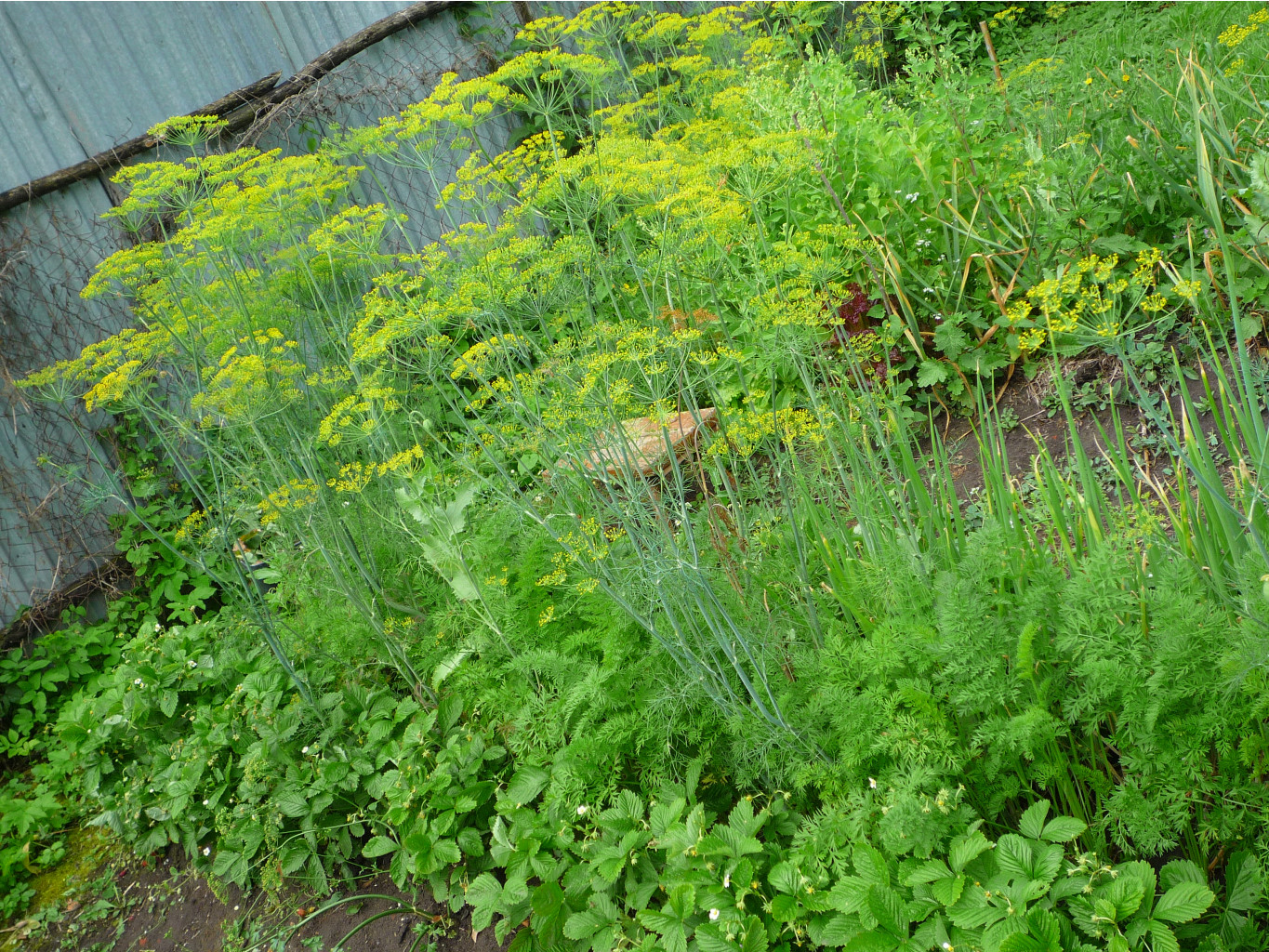 P1050722.JPG