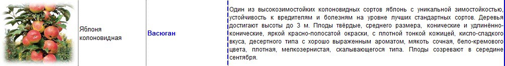 яблоня колоновидная васюган.jpg