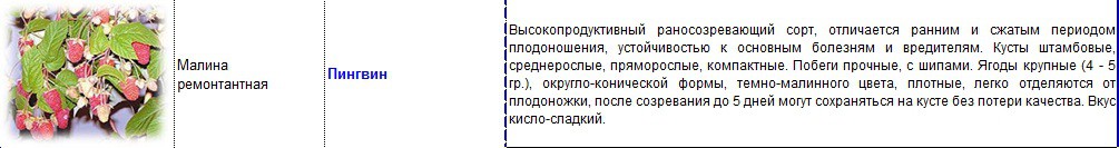 малина ремонтантная пингвин.jpg