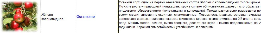 яблоня колоновидная останкино.jpg