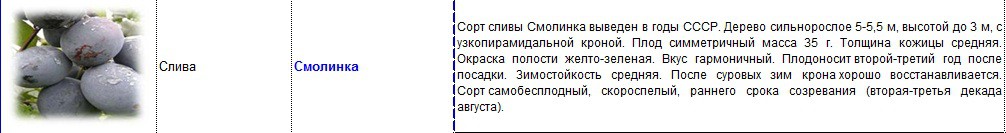 слива смолинка.jpg