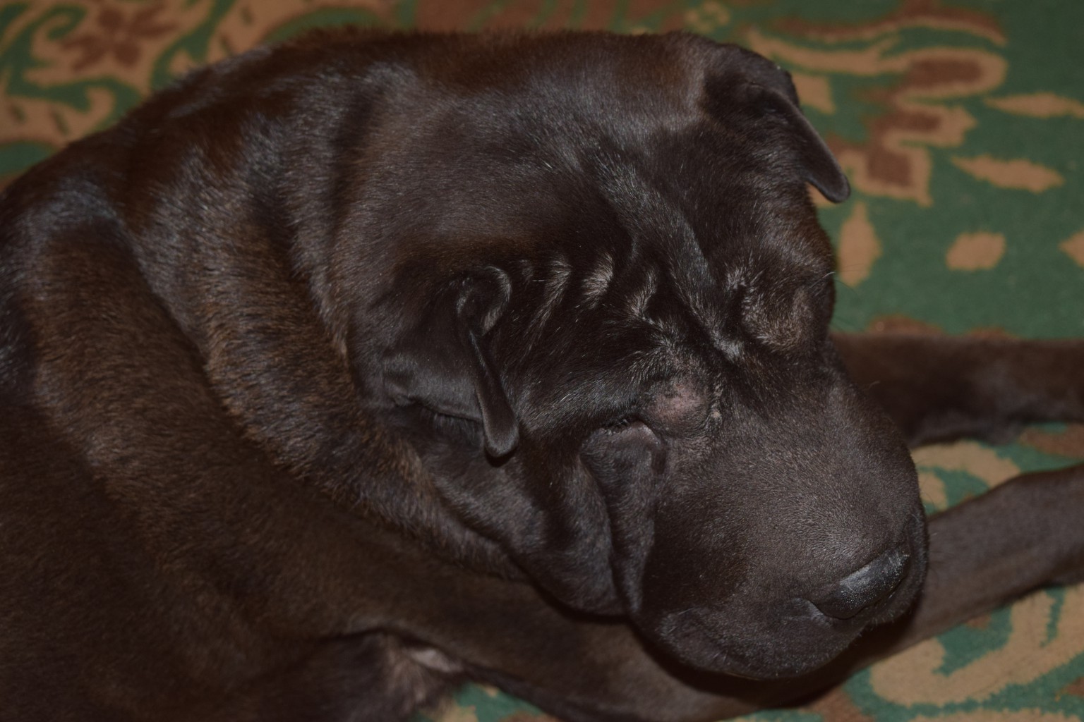 DSC_0379.JPG