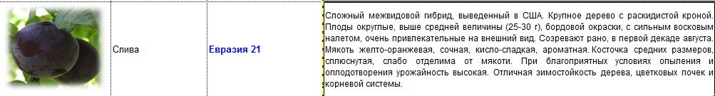 слива евразия 21.jpg