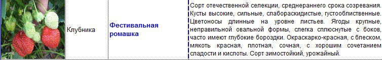 фестивальная ромашка.jpg