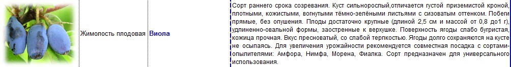 жимолость виола.jpg