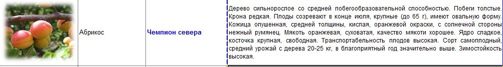 абрикос чемпион севера.jpg