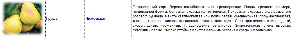 груша чижовская.jpg