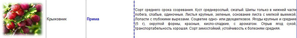 крыжовник прима.jpg