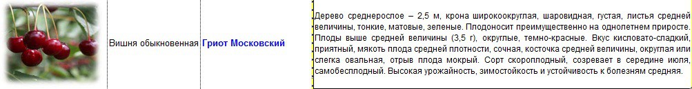 вишня гриот московский.jpg