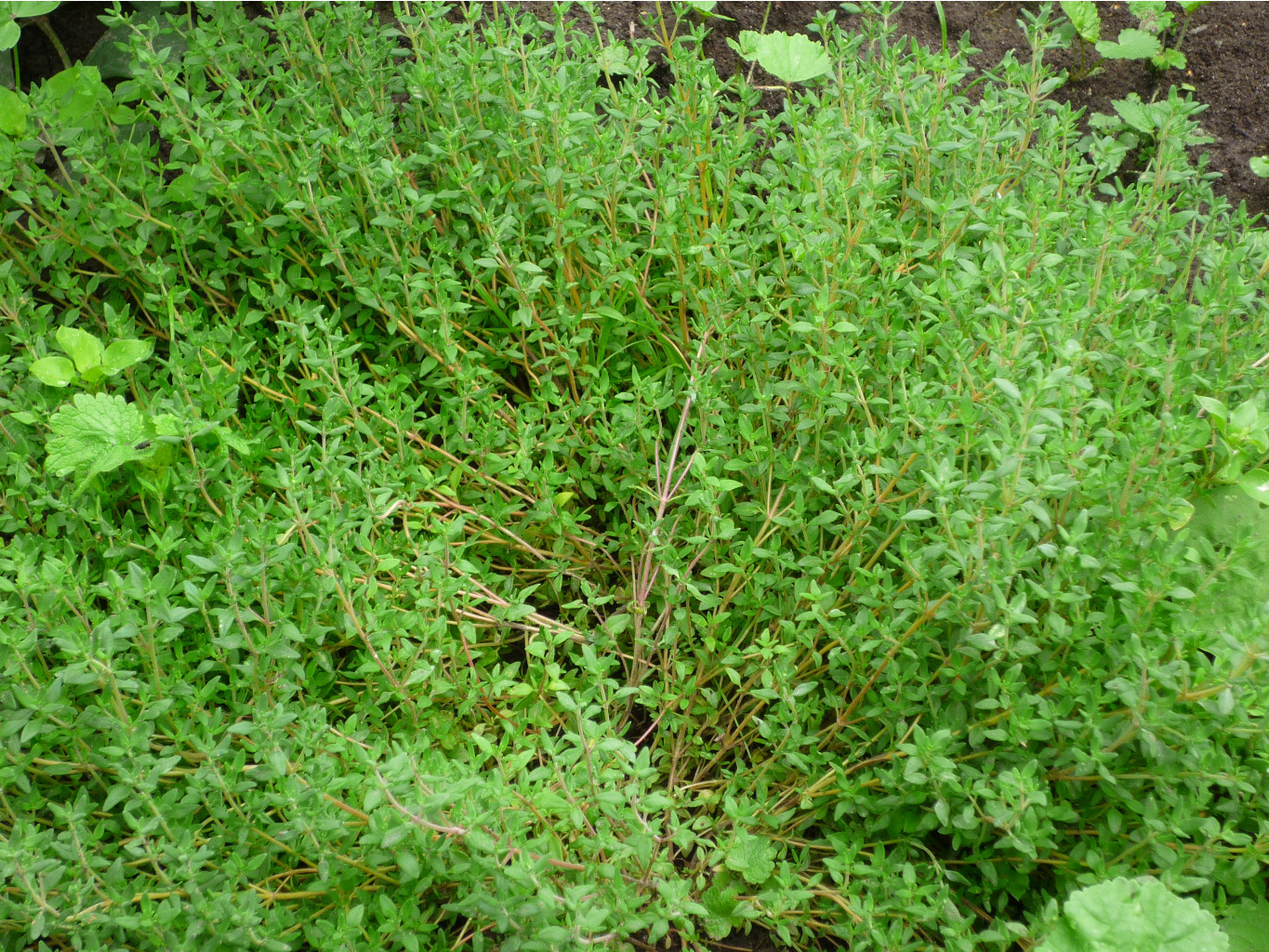 P1050686.JPG