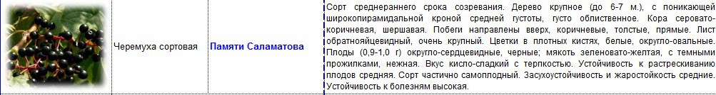 черемуха сортовая памяти саламатова.jpg