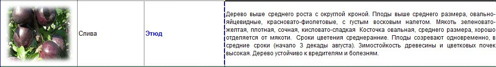 слива этюд.jpg