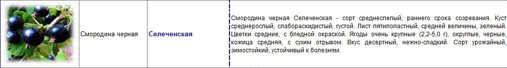 смородина черная селеченская.jpg