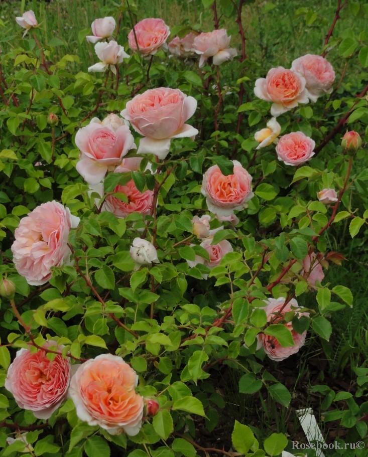  ,Abraham Darby () 3,65.jpg