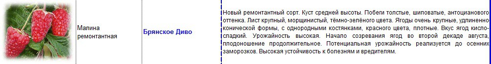 малина брянское диво.jpg